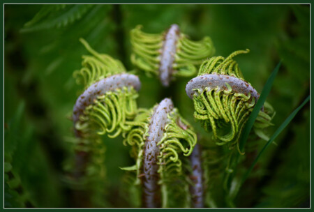 Папоротник