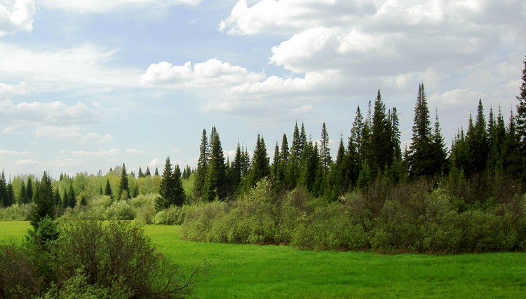 Сибирь Весна