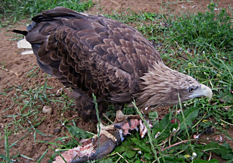 Орлан-белохвост - Haliaeetus albicilla