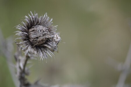 Черто-полох