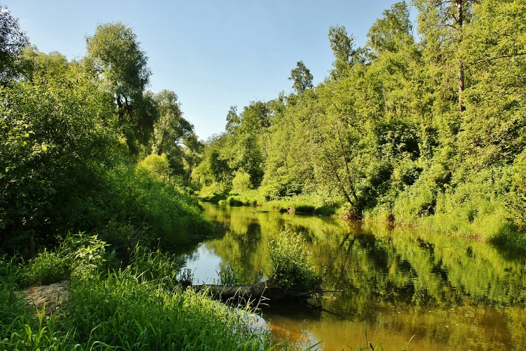 Река Рожайка,окрестности д.Никитское.