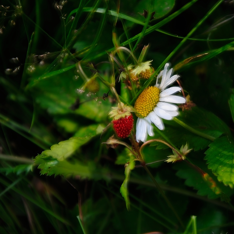 Deepberry