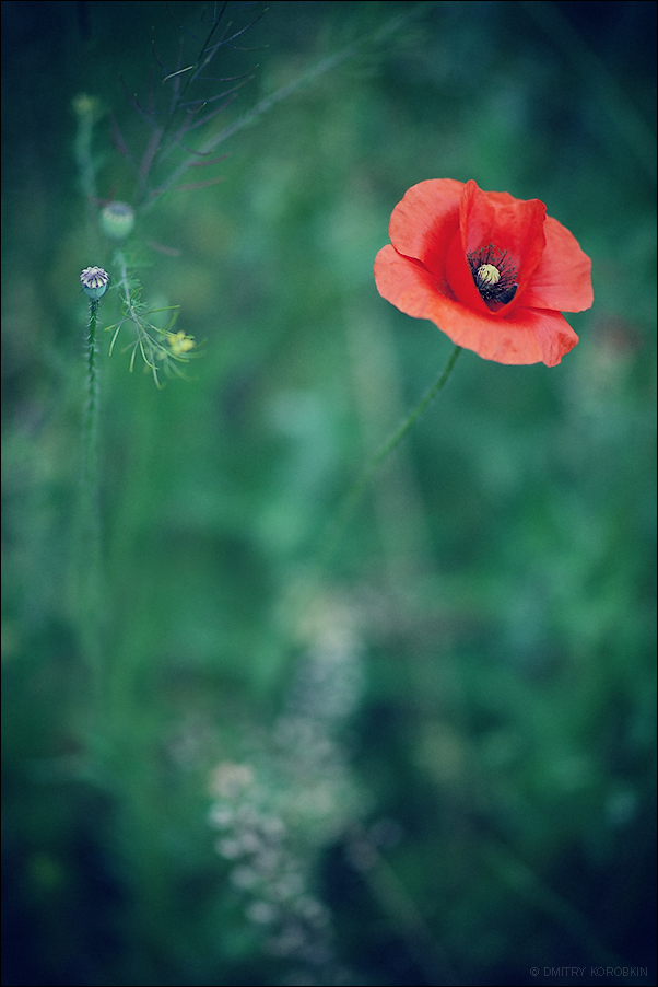 Poppy...