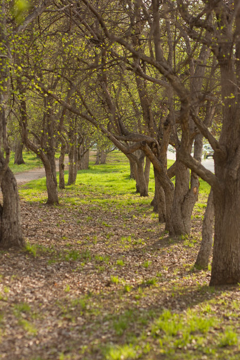 apple trees