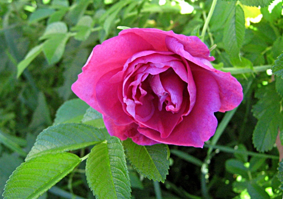 Шиповник Роза ругоза— Rosa rugosa