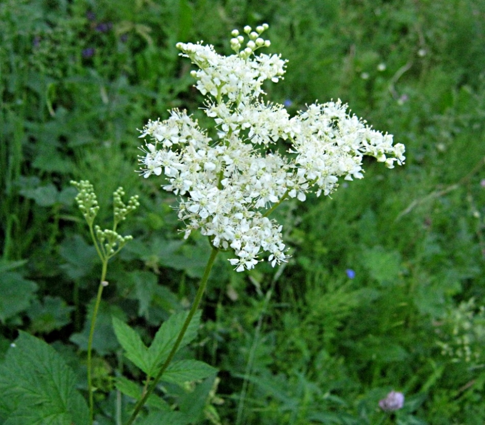 Лабазник, или таволга — Filipendula ulmaria