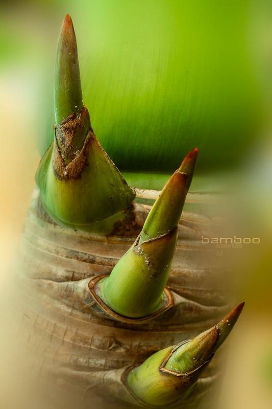 BAMBOO