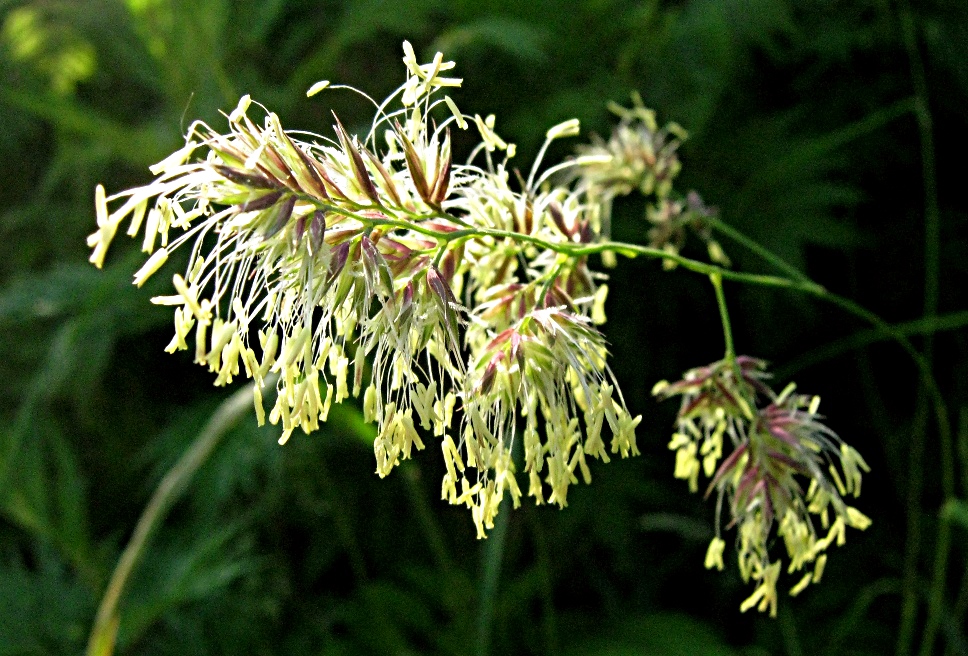 Ежа сборная – Dactylis glomerata