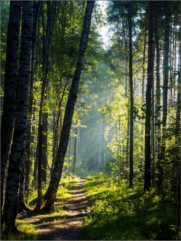 Утро в лесу