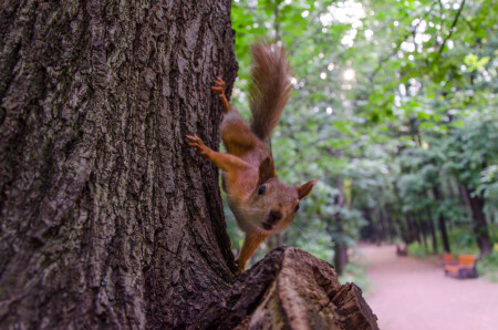 &amp;quot;Орехи есть?&amp;quot;
