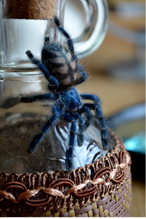 Avicularia versicolor