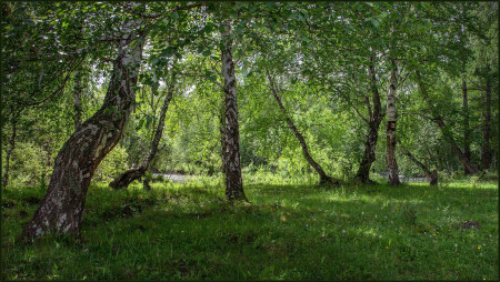 В тени берёз ... .
