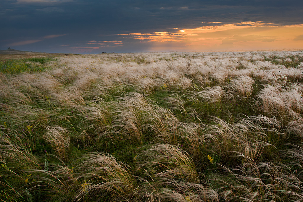 Ковыль.