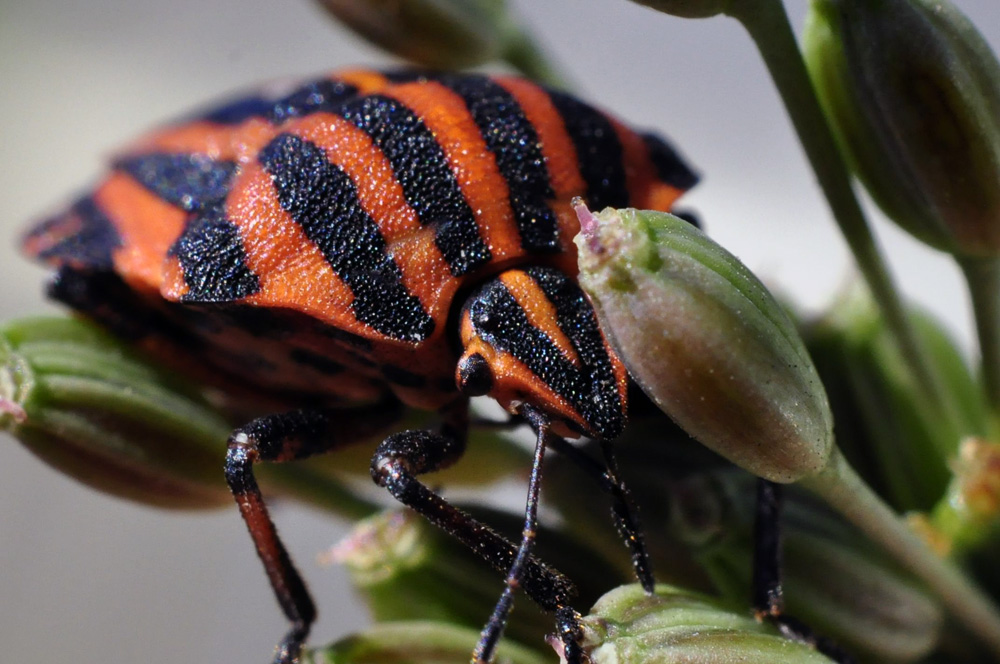 Graphosoma lineatum