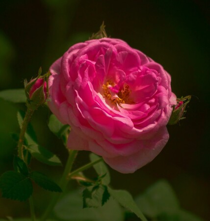 Летние зарисовки