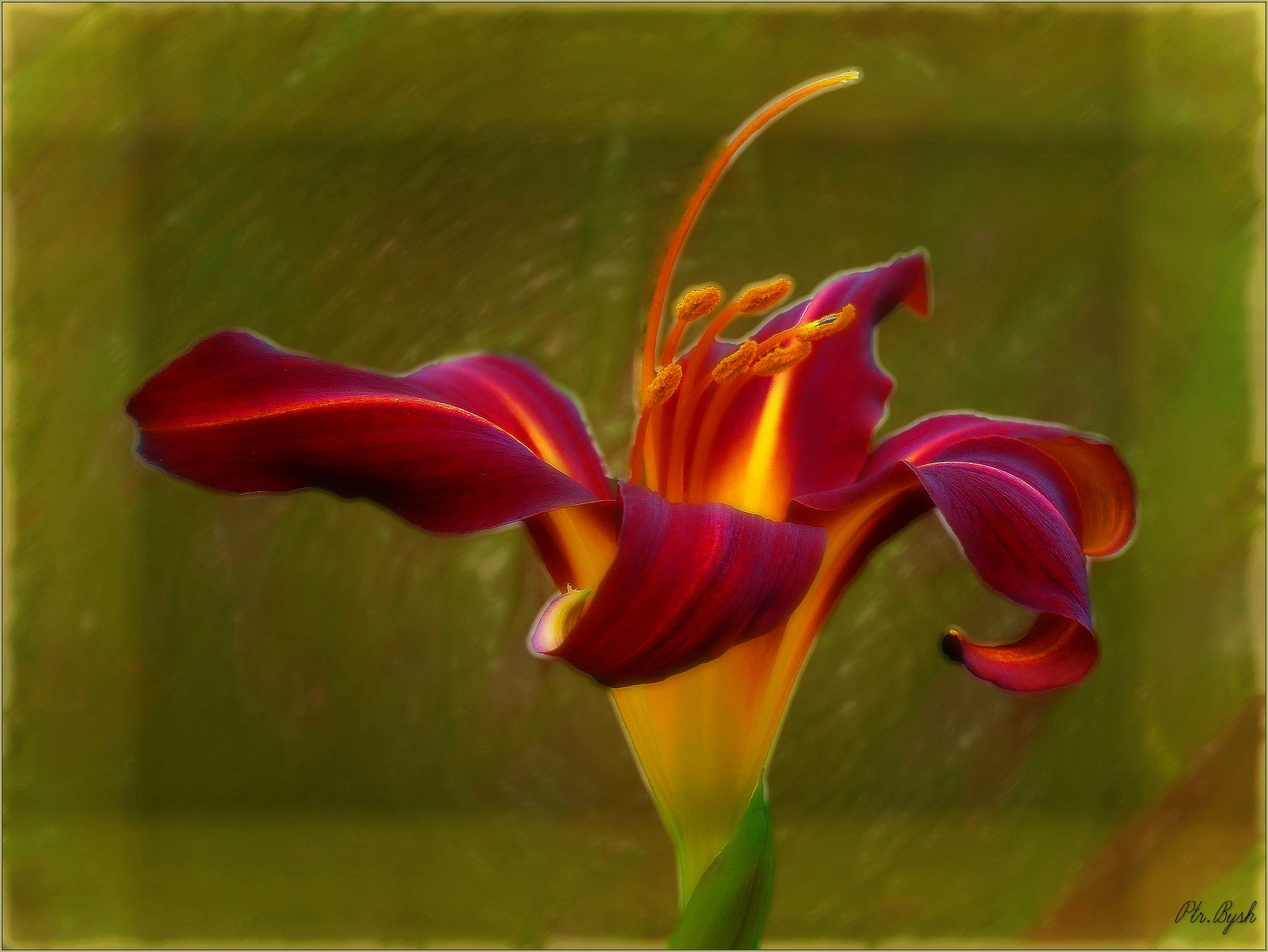 Hemerocallis. Этюд №130712P7120001.