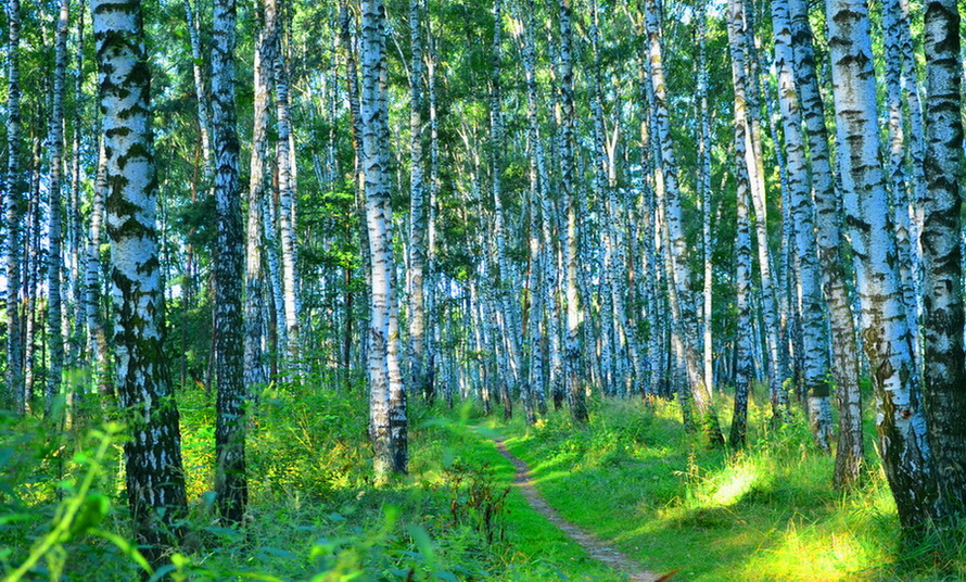 Берёзовая синь