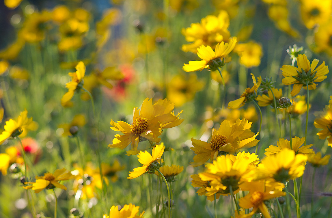 yellow summer days