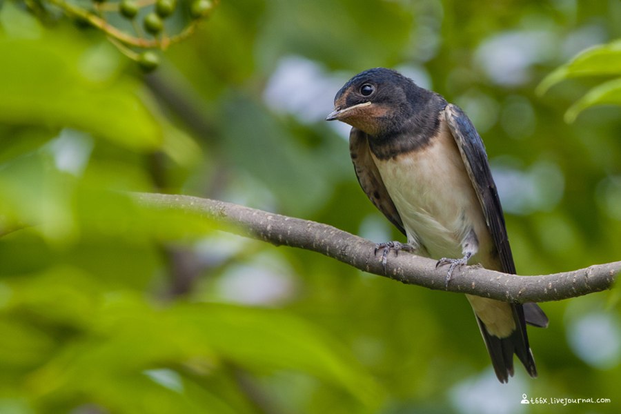 Hirundo rustica