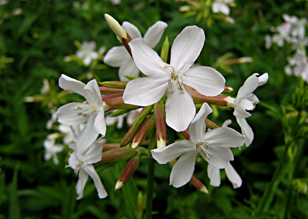 Мыльнянка лекарственная — Saponaria officinalis