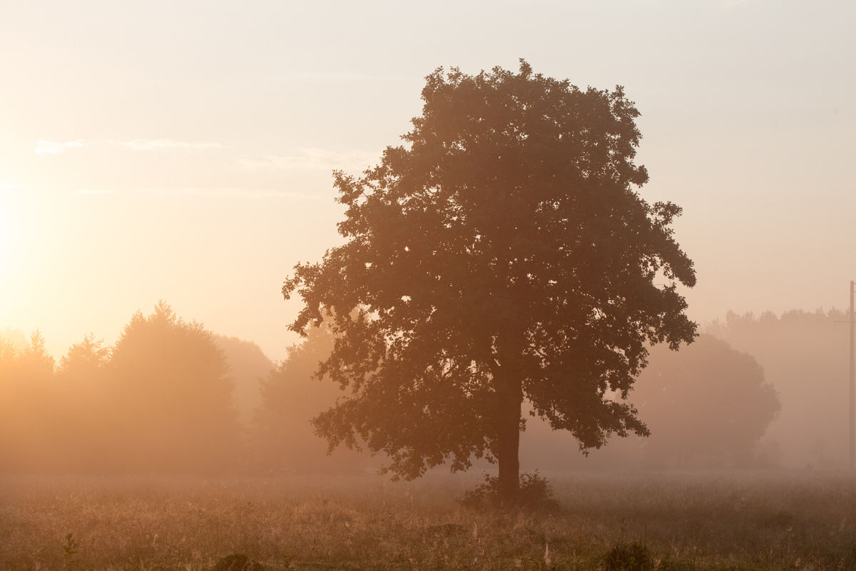 Foggy morning