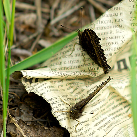 Новости с полей