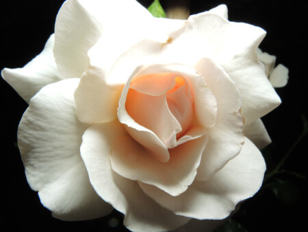 Цветок роза