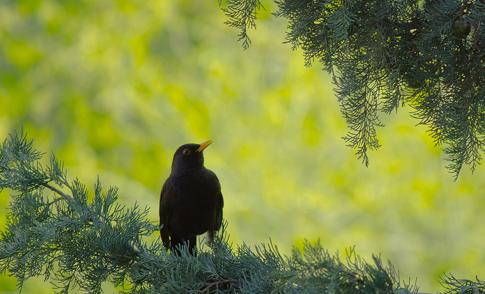 blackbird