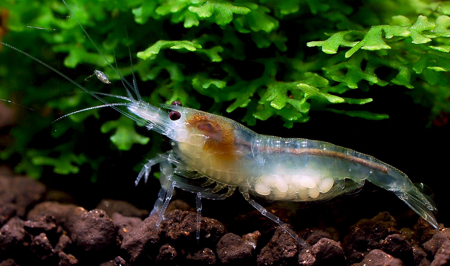 Neocaridina cf. var. White Pearl