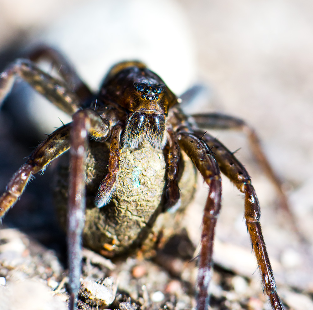 dolomedes plantarius