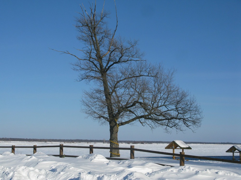 Лукоморье на зимовке