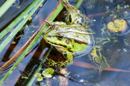 Frog2