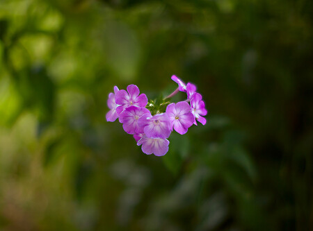 Без названия)