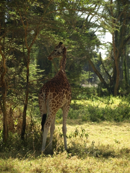 National park of Nakuru, Kenya