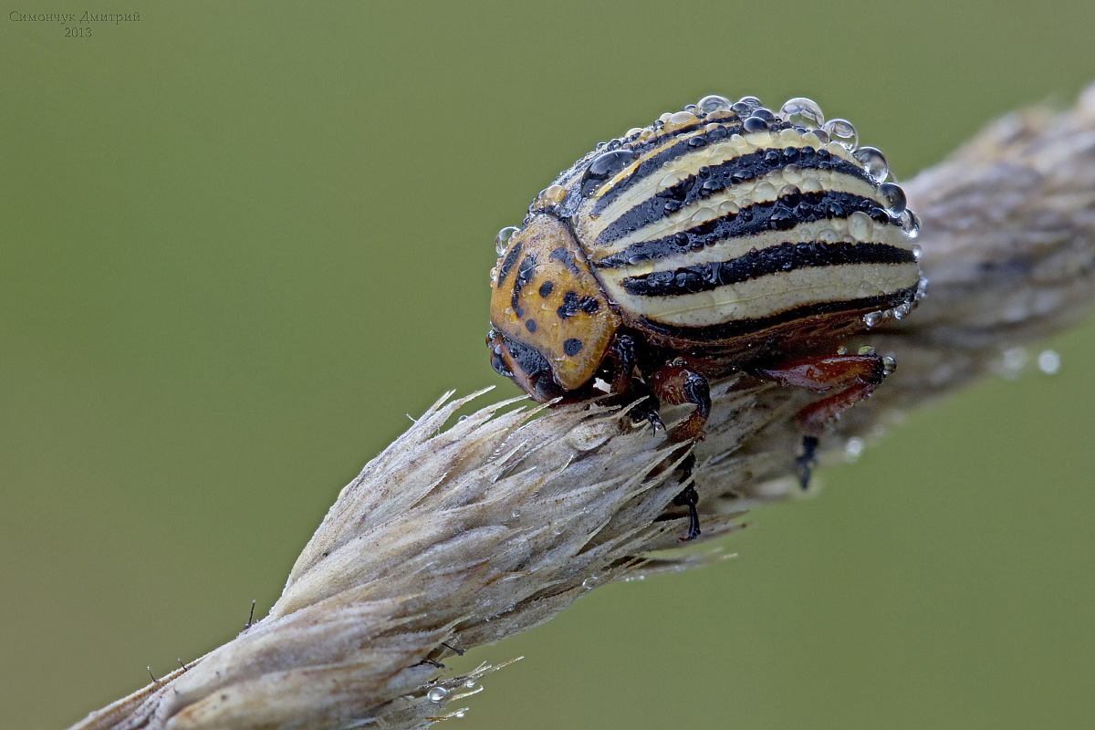 Leptinotarsa decemlineata