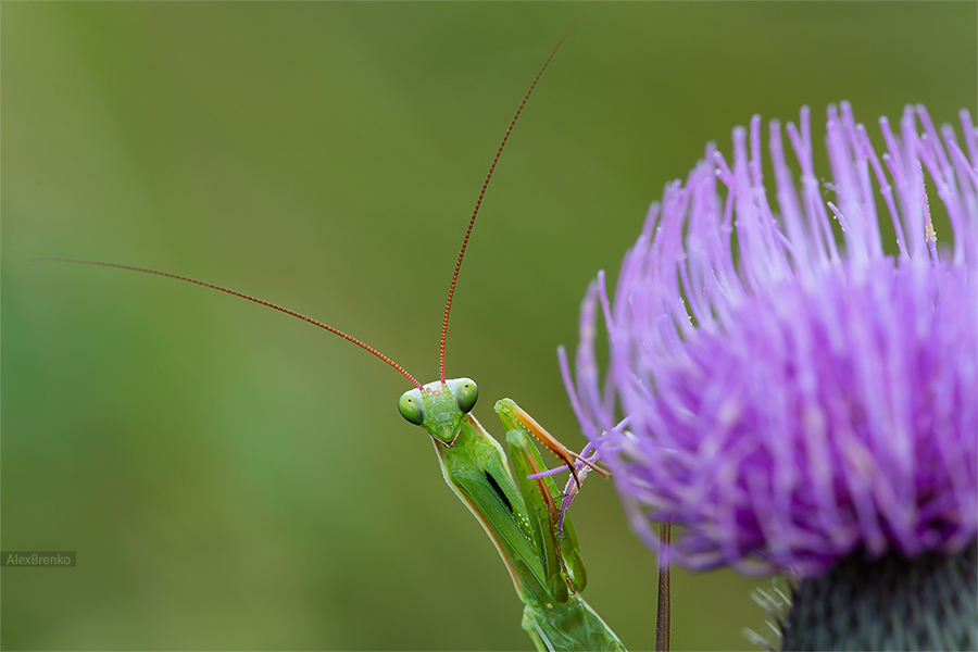 Mantis religiosa