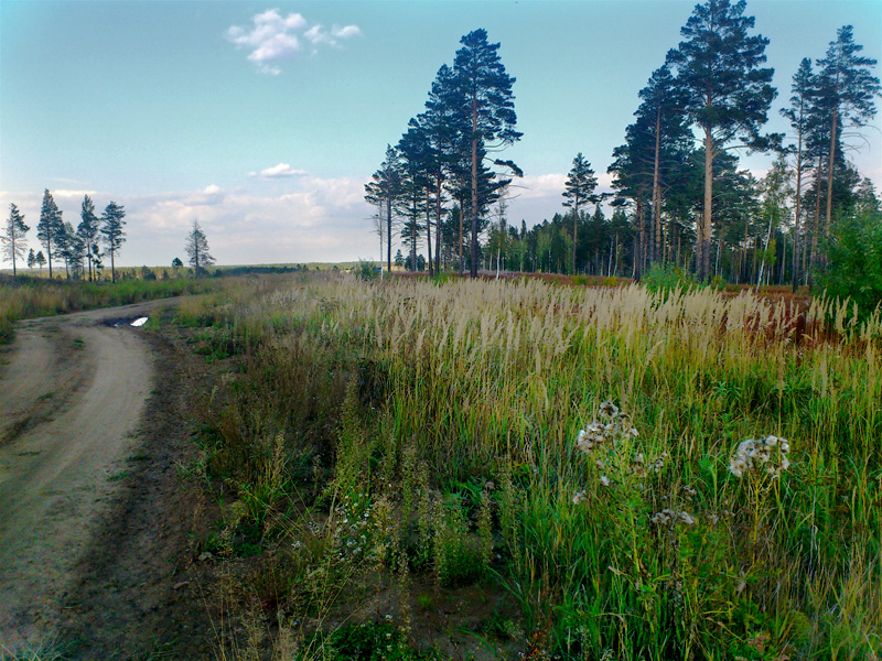 Дорожно-луговая