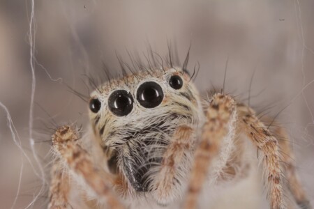 Взъерошенный