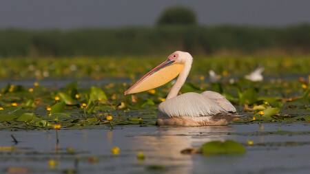 Pelecanus onocrotalus & Nuphar lutea