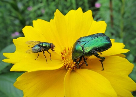 Перламутровые