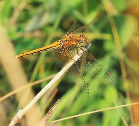 &amp;quot;Золотая стрекоза&amp;quot;