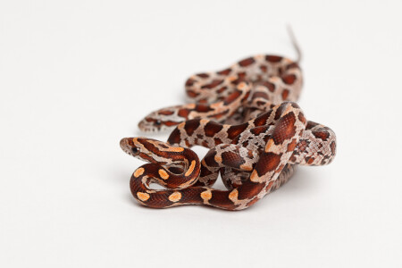 Маисовые полозы