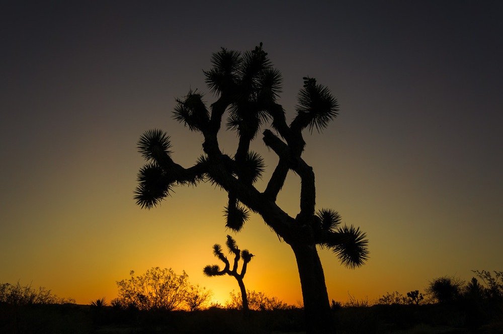 Joshua Tree