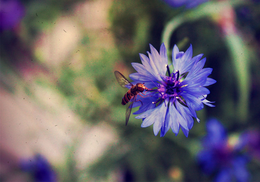 Flower and wasp