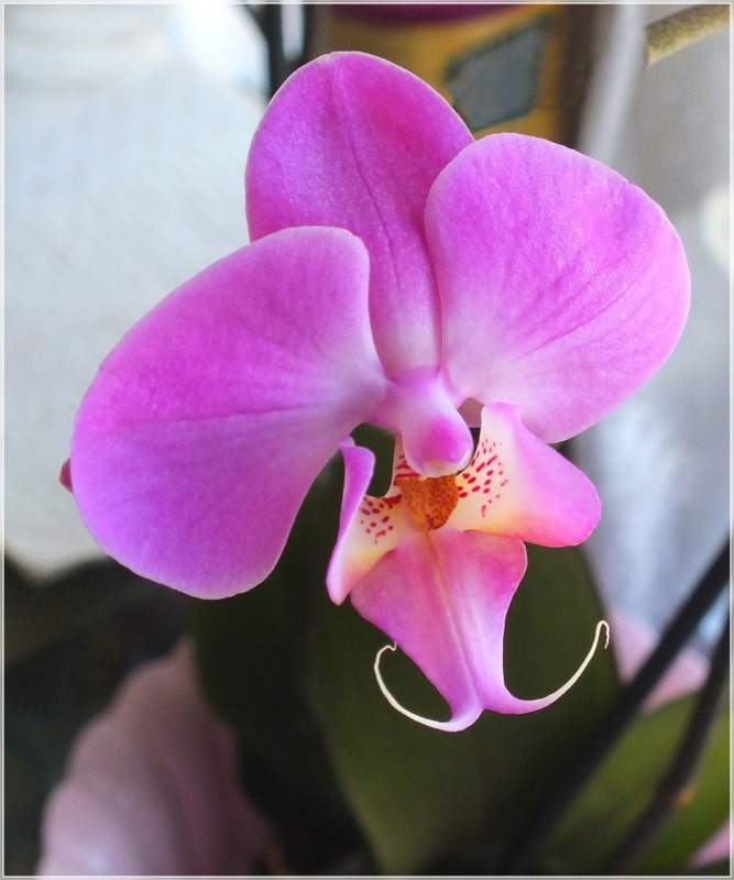 Просто орхидея, Phalaenopsis Happy Rose