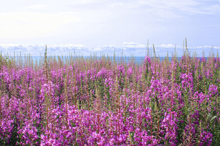 заполярное лето
