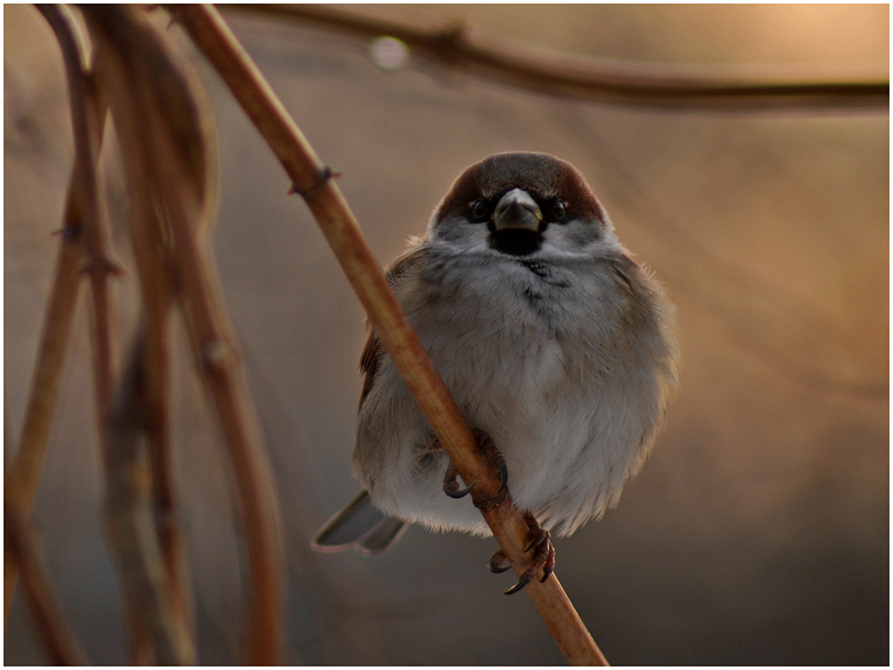 Angry birds