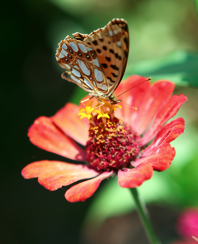 Euphydryas aurinia