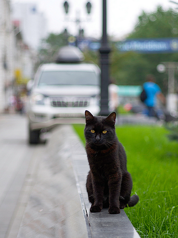 Кот с арбата