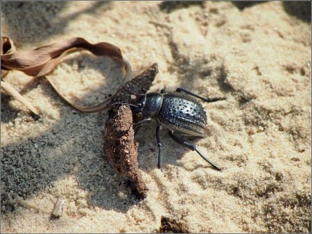 &quot;Колбасник&quot;2